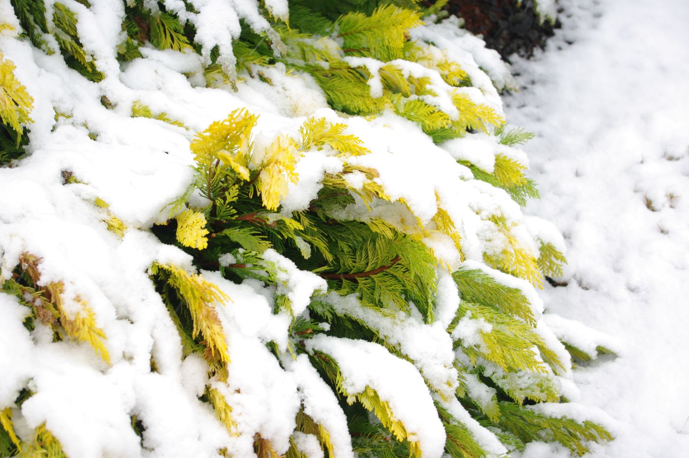 Chamaecyparis lawsoniana 'Royal Gold'