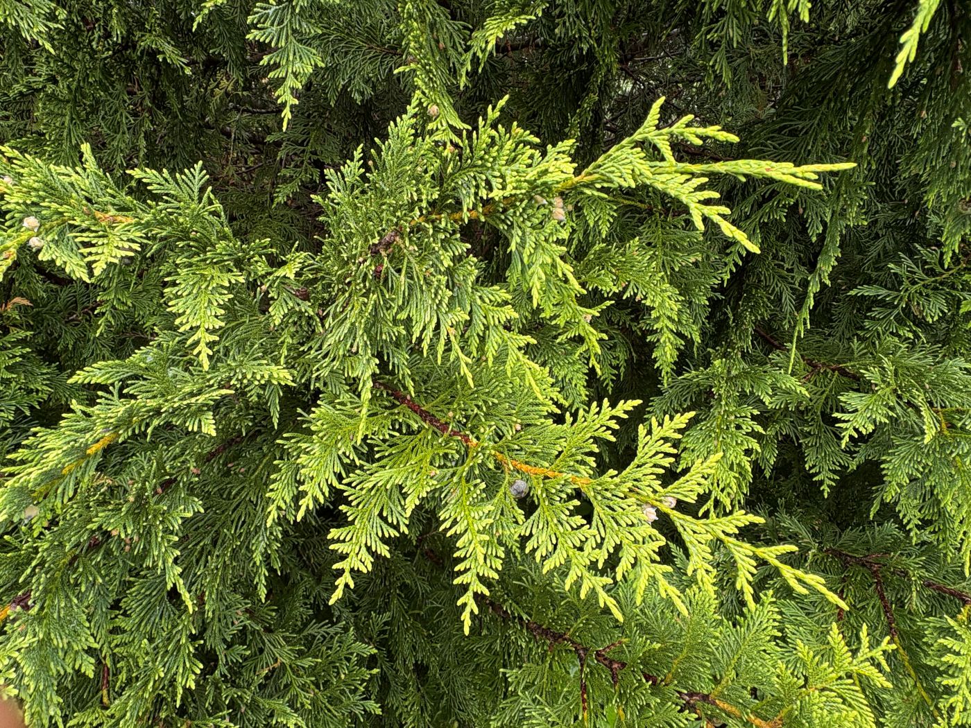 Chamaecyparis nootkatensis 'Aurea'