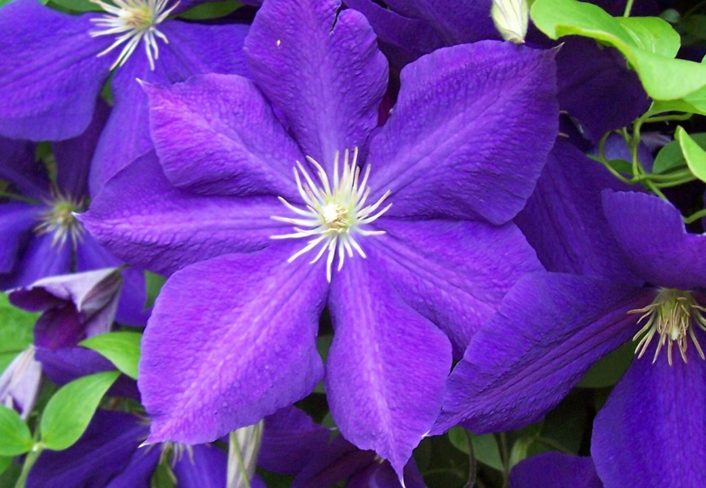 Clematis 'Jackmanii'