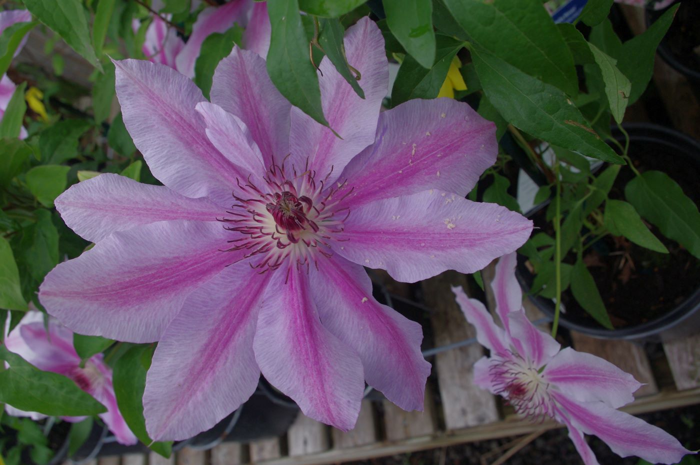 Clematis 'Nelly Moser'