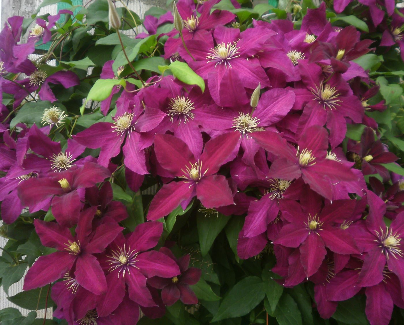 Clematis 'Niobe'