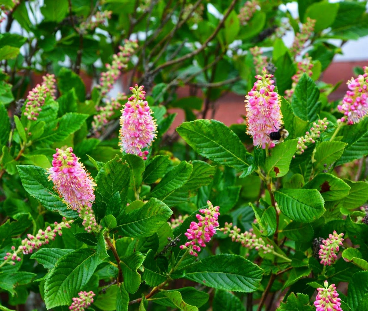 Clethra alnifolia 'Ruby Spice'