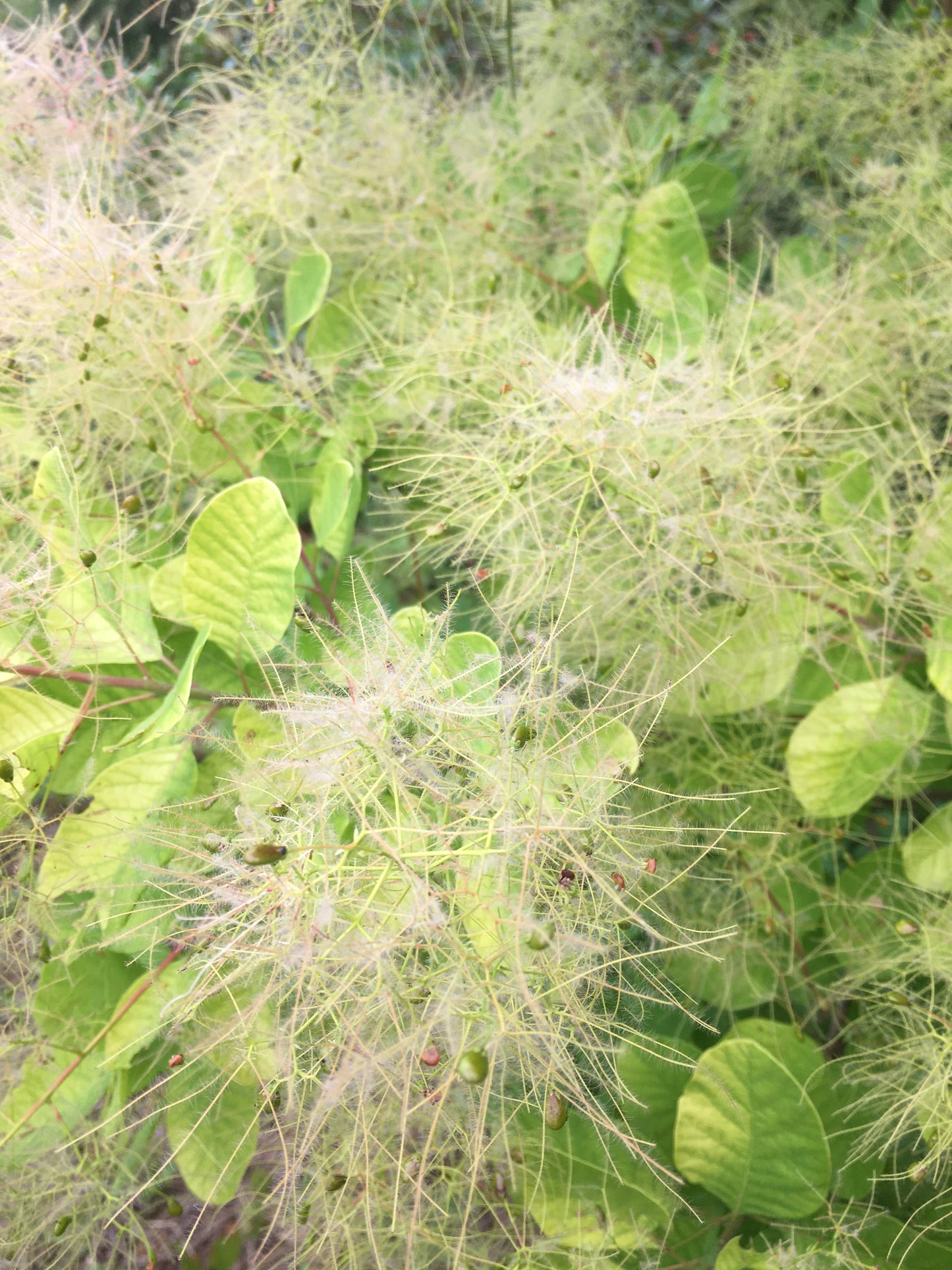 Cotinus coggygria 'Golden Spirit'