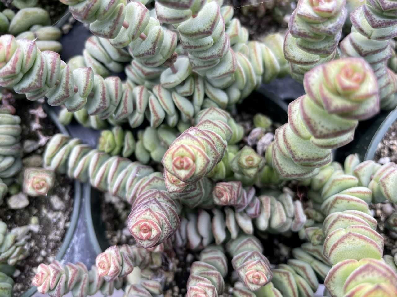Crassula rupestris subsp. Marnieriana