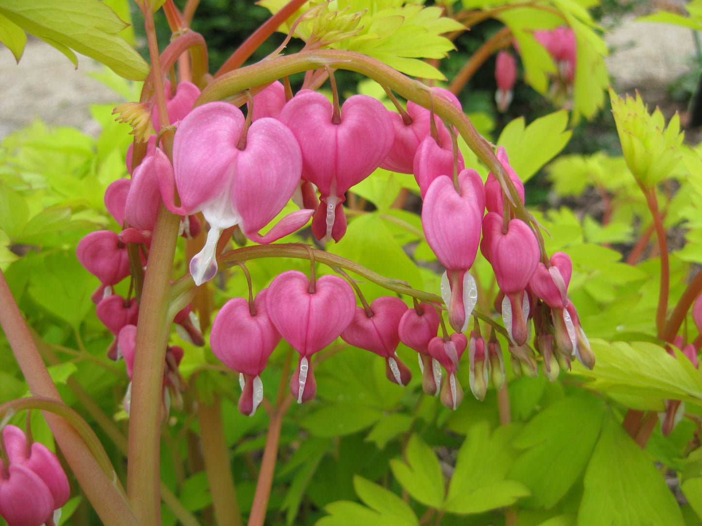 Dicentra spectabilis 'Gold Heart'