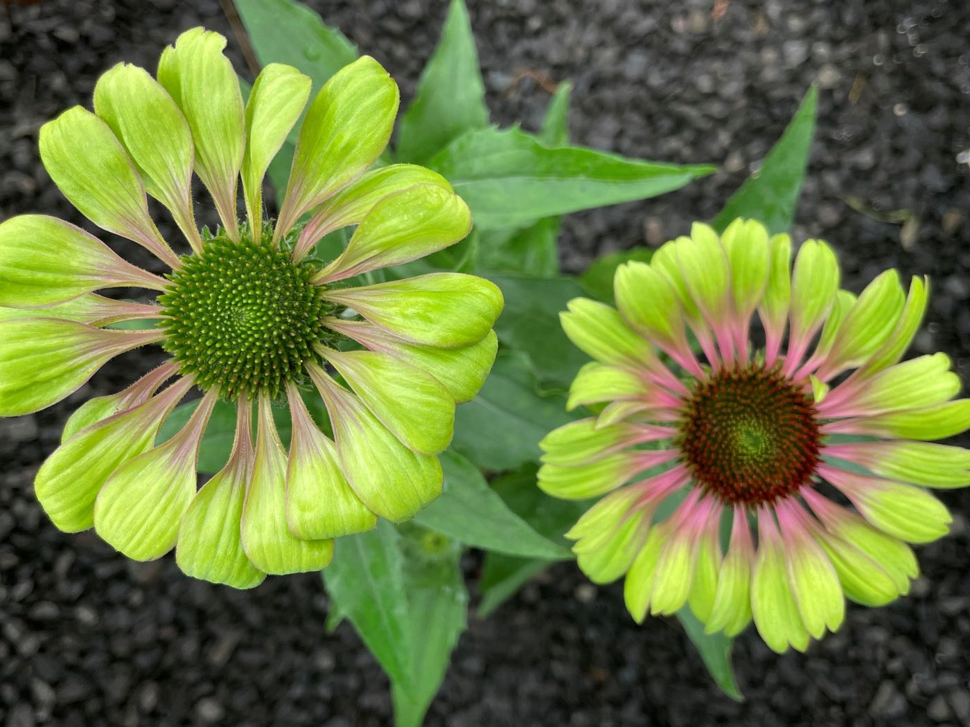 Echinacea purpurea 'Green Twister'