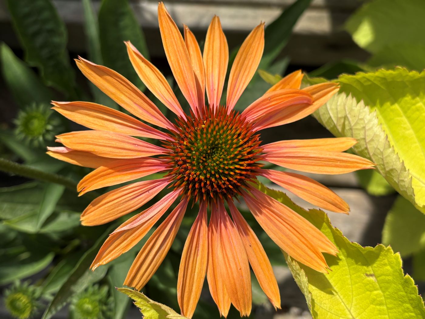echinacea big kahuna seeds Echinacea 'Big Kahuna' – Bunchberry Nurseries