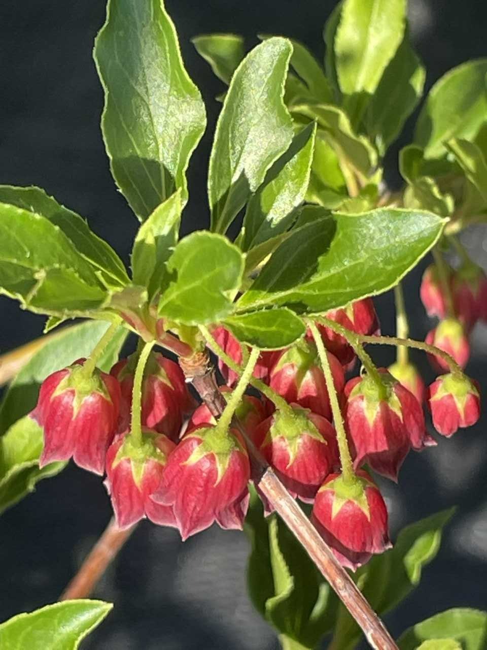 Enkianthus campanulatus 'Showy Lantern'