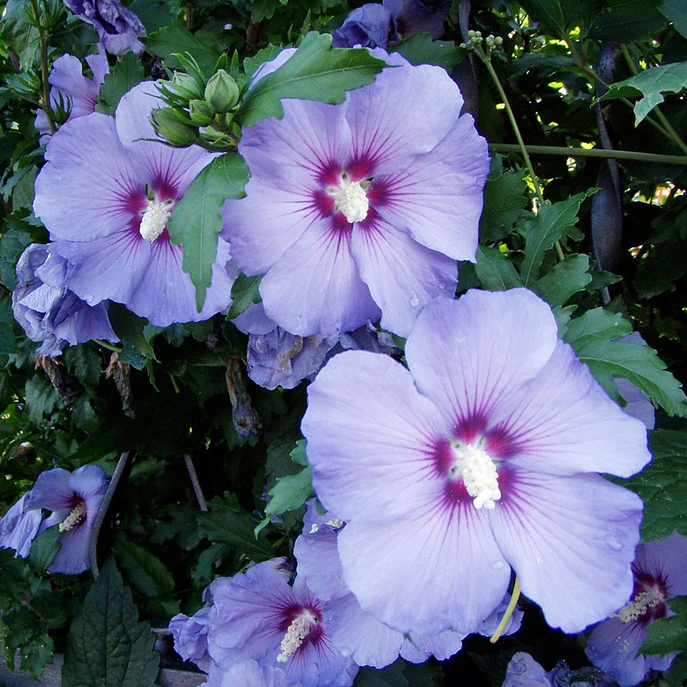 Hibiscus syriacus 'Blue Bird'