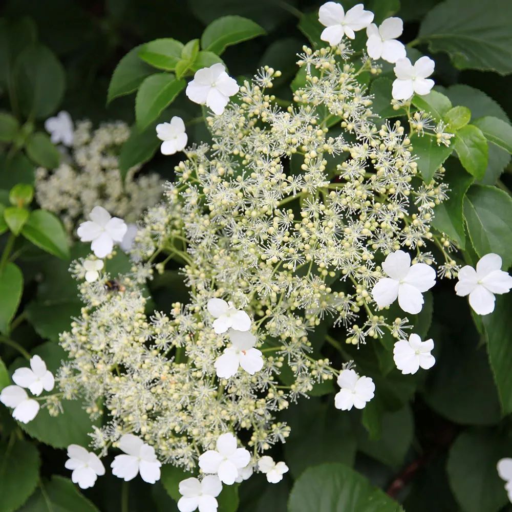 Hydrangea anomala subsp. petiolaris