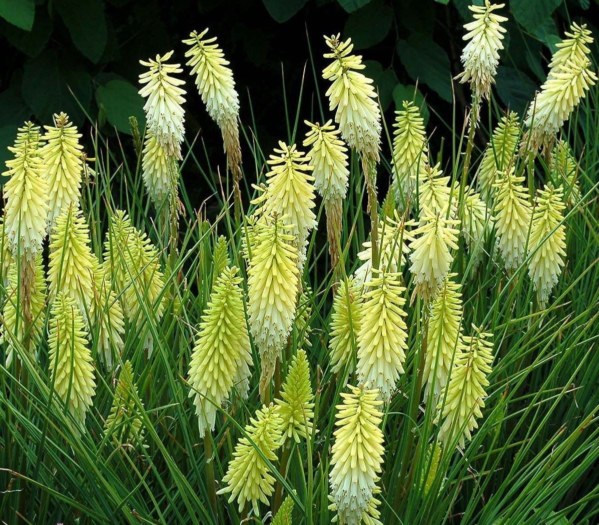 Kniphofia 'Pineapple Popsicle'