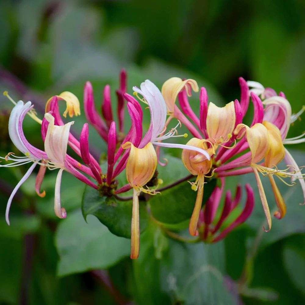 Lonicera periclymenum 'Peaches and Cream'