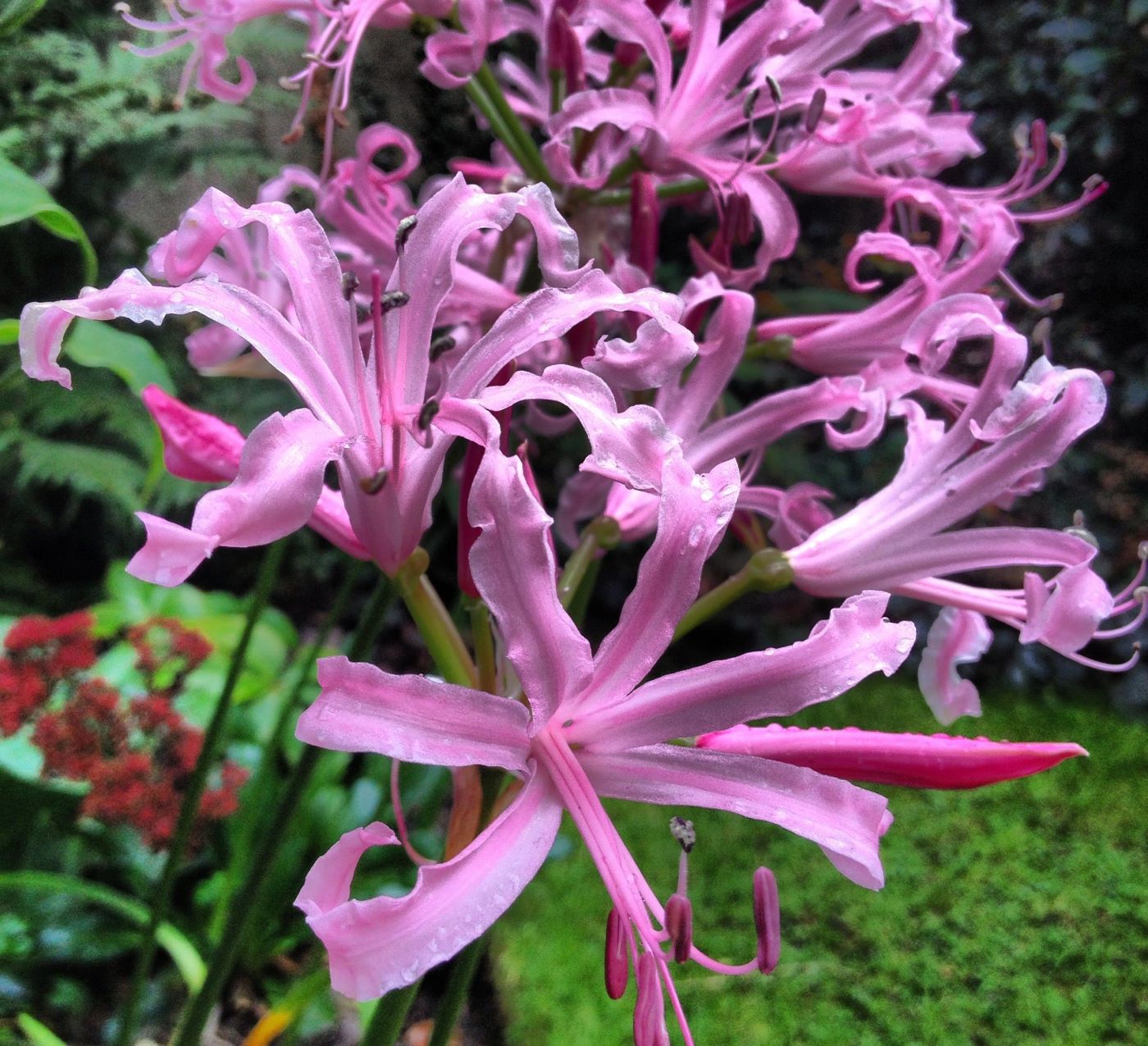 Nerine bowdenii