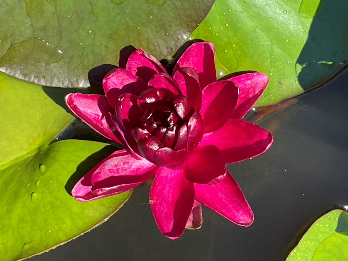 black water lily flower Nymphaea 'Almost Black' – Bunchberry Nurseries