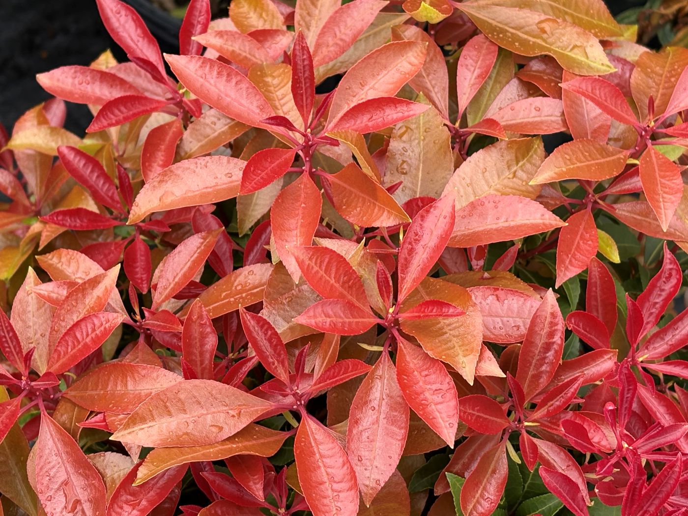 Pieris japonica 'Mountain Fire'