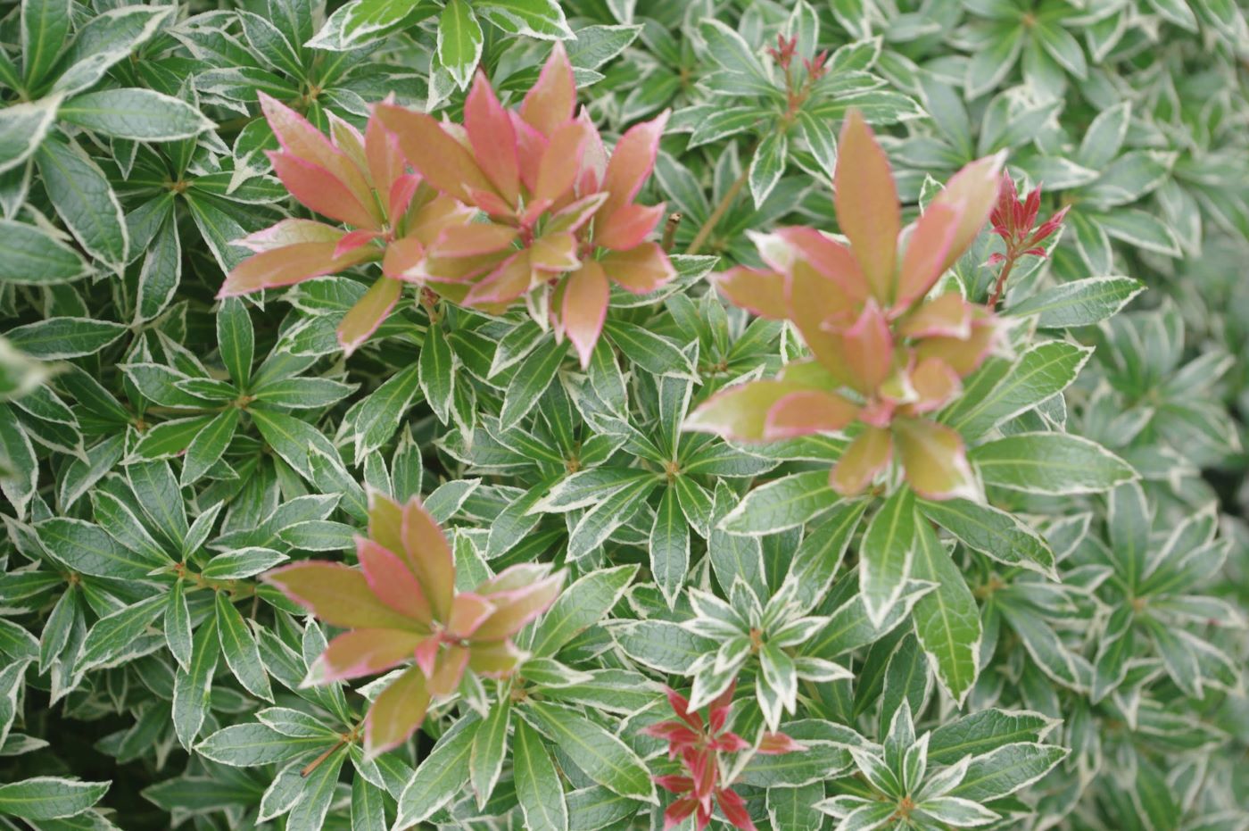 Pieris japonica 'Little Heath'