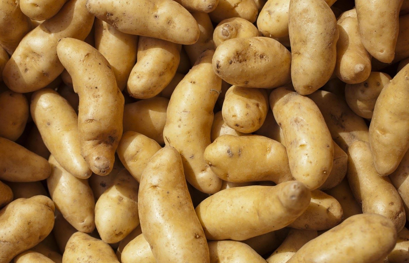 Gourmet French Fingerlings