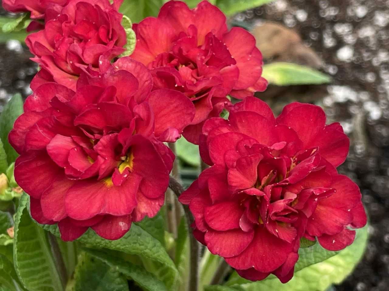 Primula vulgaris 'Belarina Valentine'