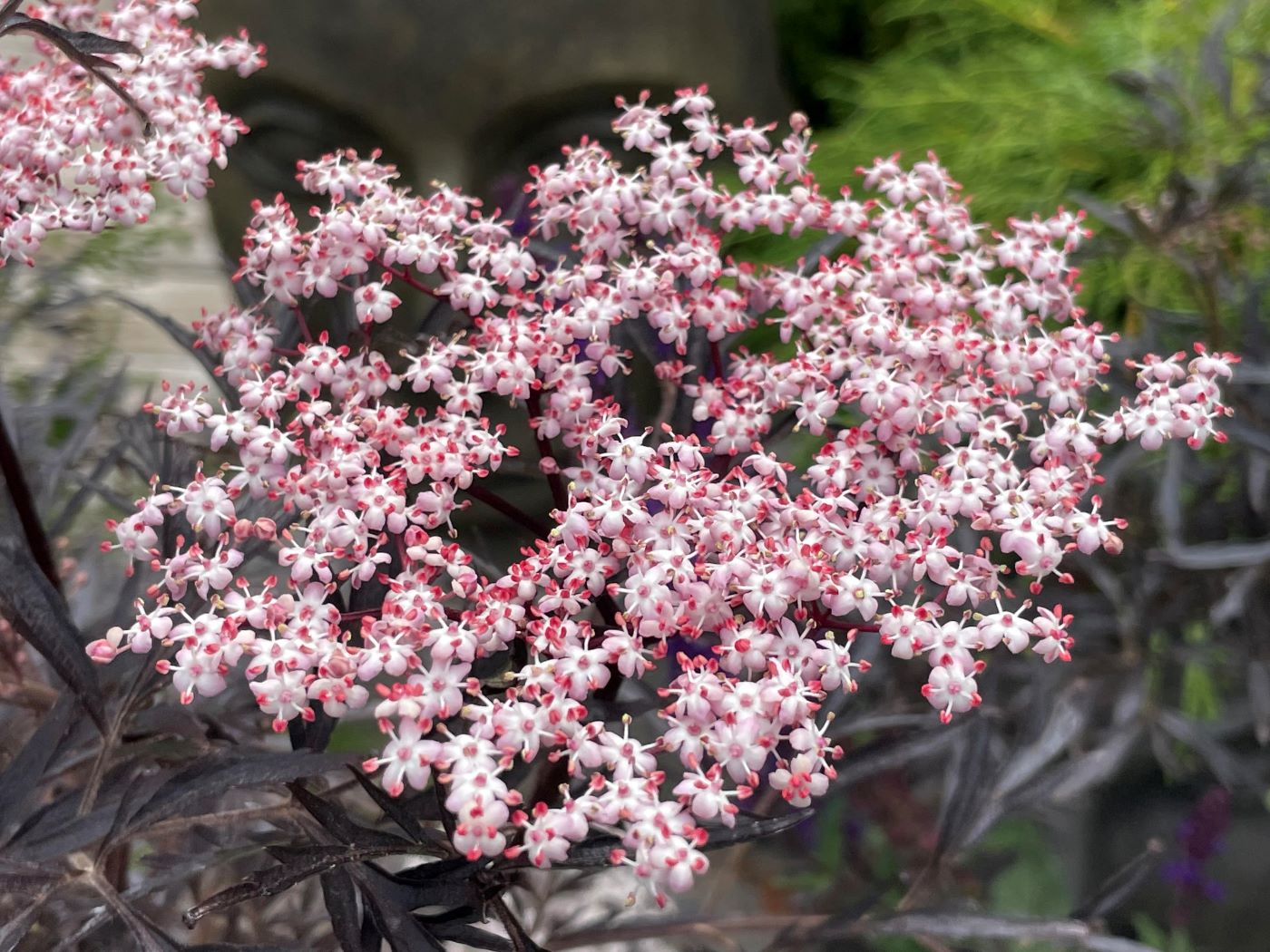 Sambucus nigra 'Black Lace'