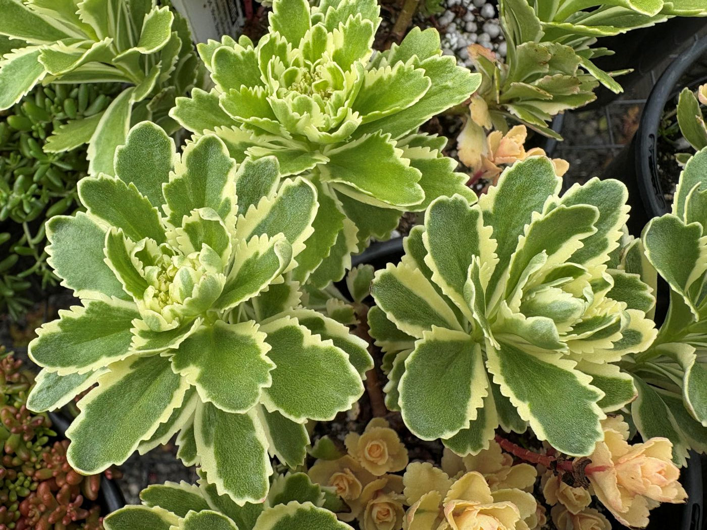 Sedum takesimense 'Atlantis'