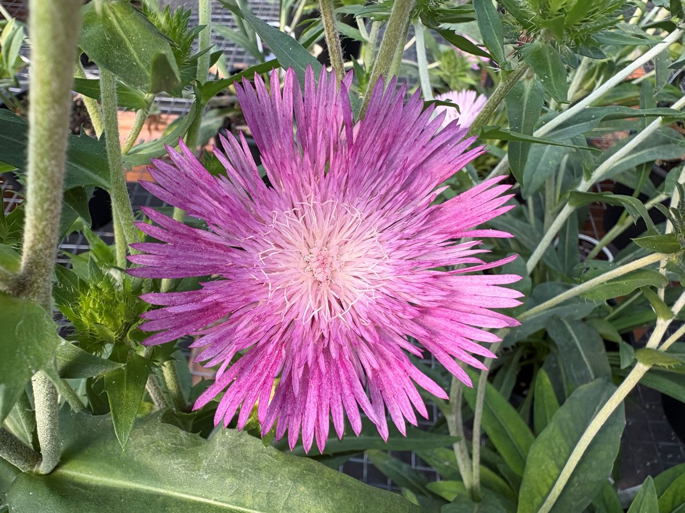 Stokesia laevis 'Colorwheel'