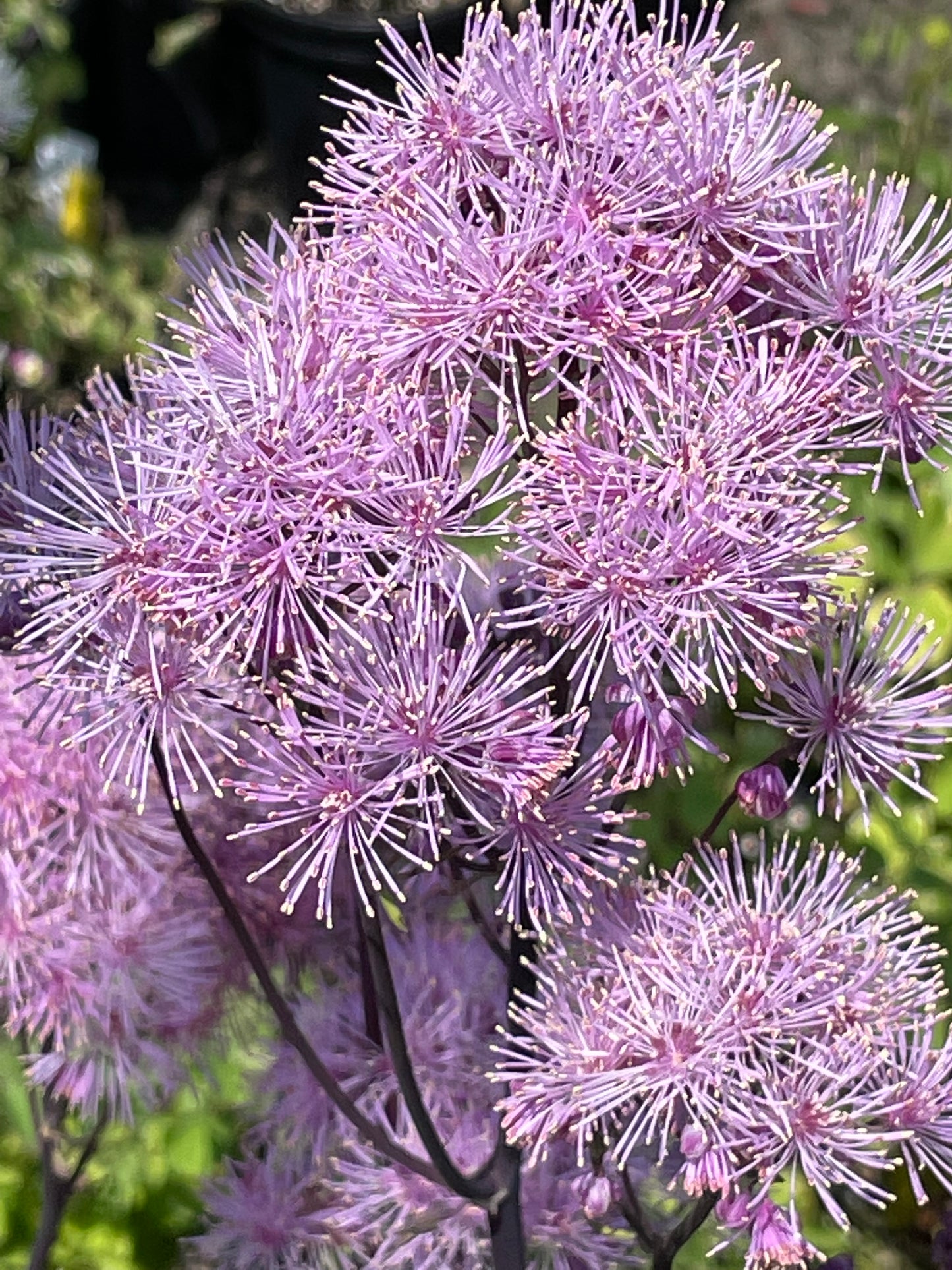 Thalictrum 'Nimbus Pink'