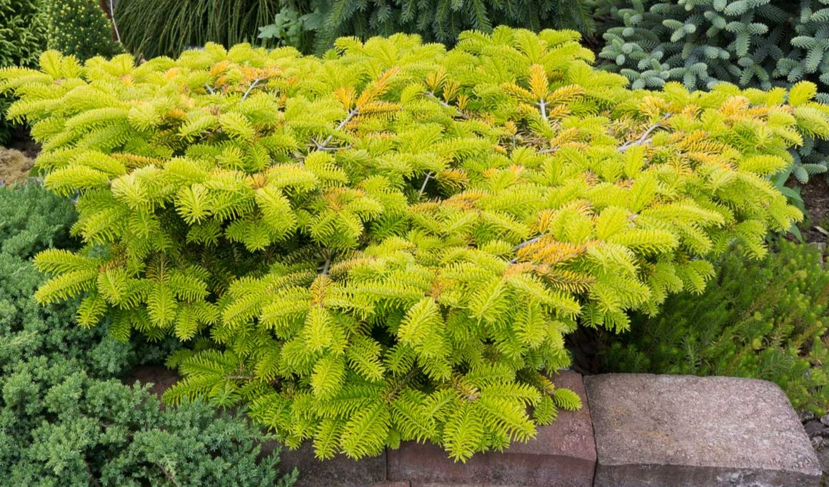 Abies nordmanniana 'Golden Spreader'