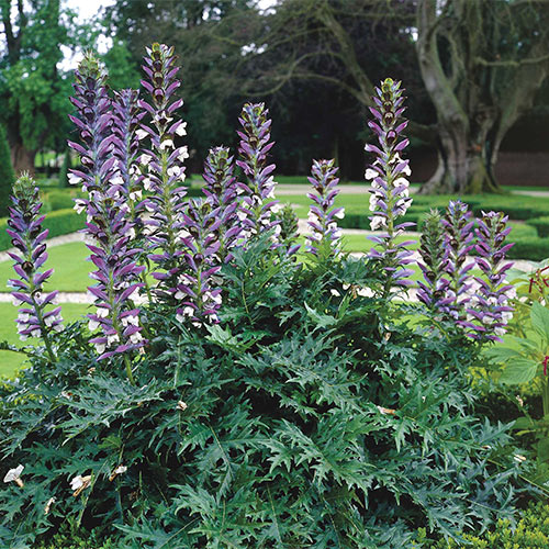 Acanthus mollis