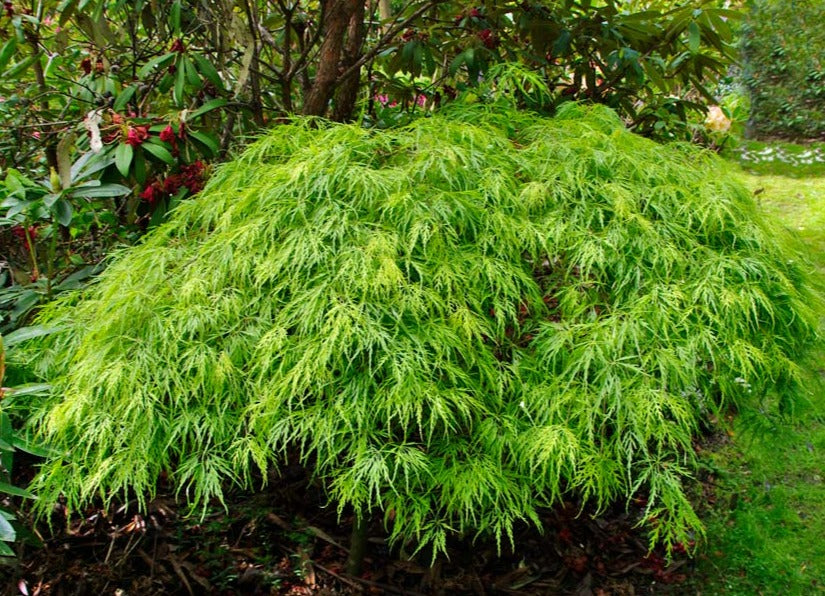 Acer palmatum 'Dissectum'