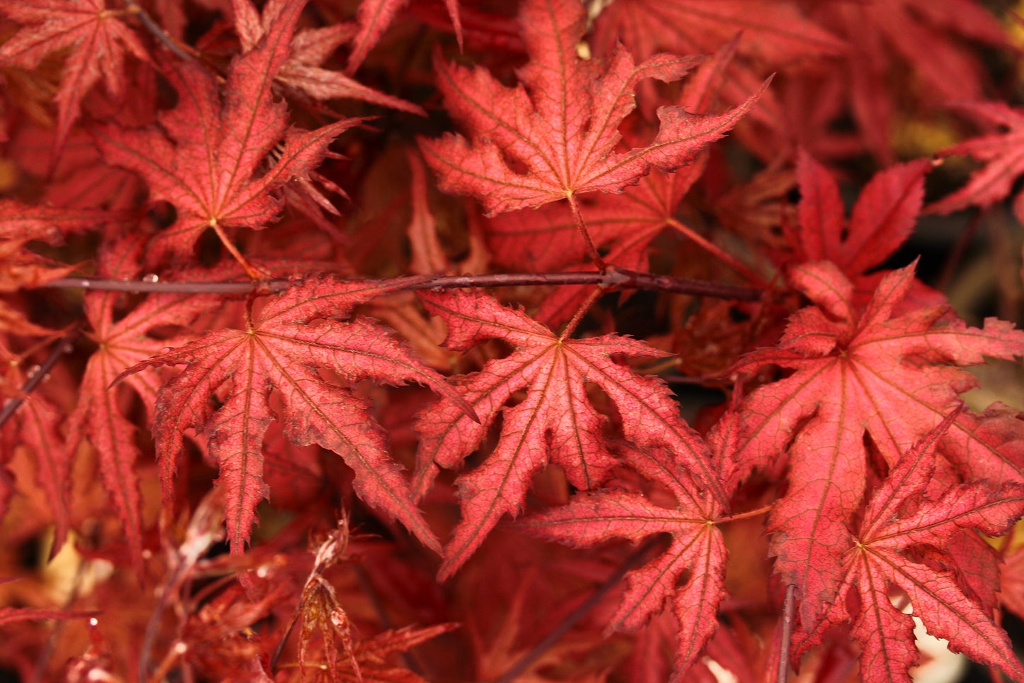 Acer palmatum 'Black Hole'