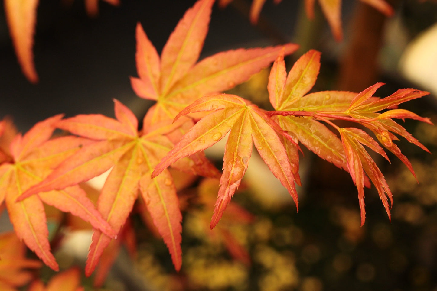 Acer palmatum 'Corallinum'
