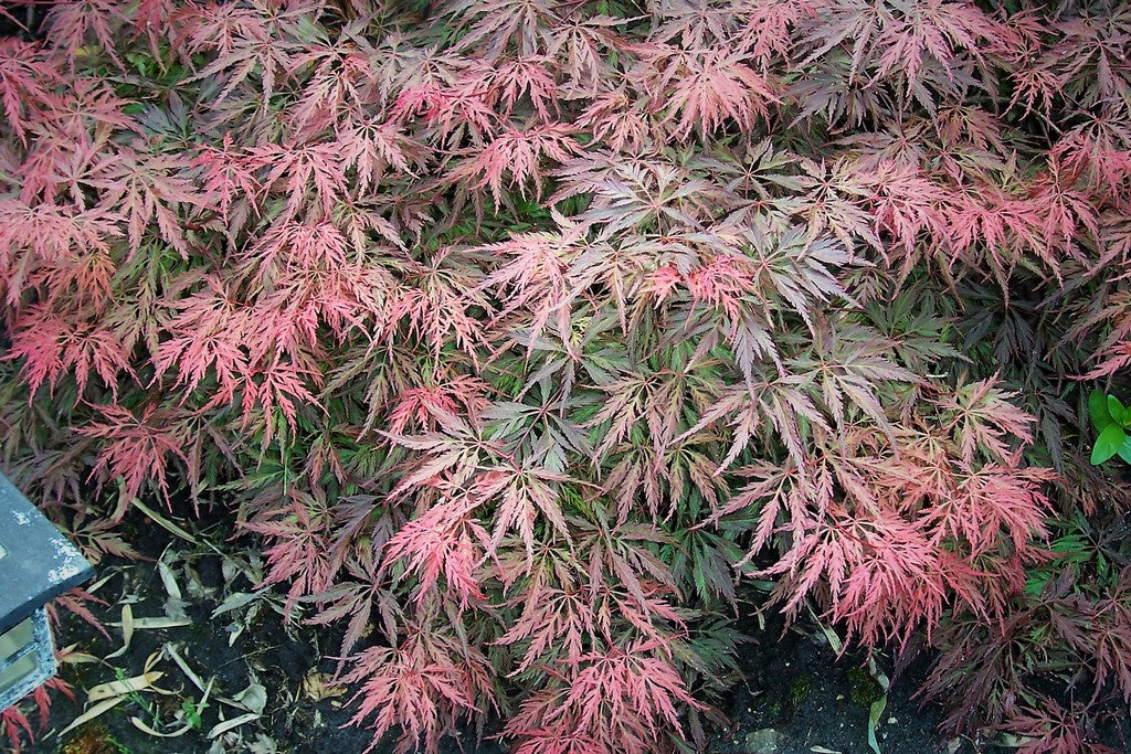 Acer palmatum 'Orangeola'