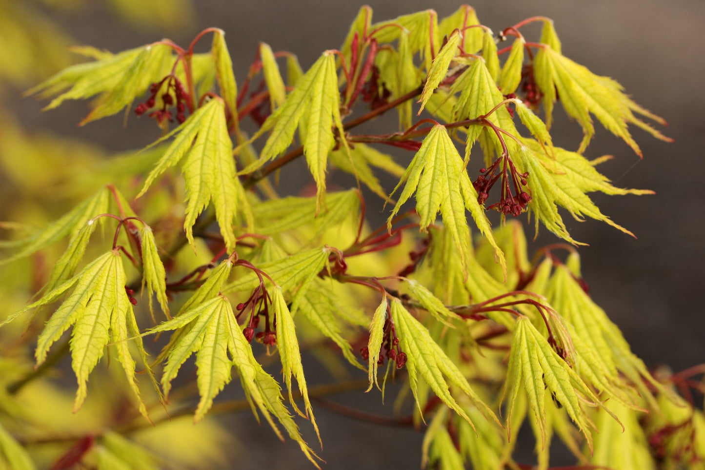 Acer palmatum 'Tiger Rose'