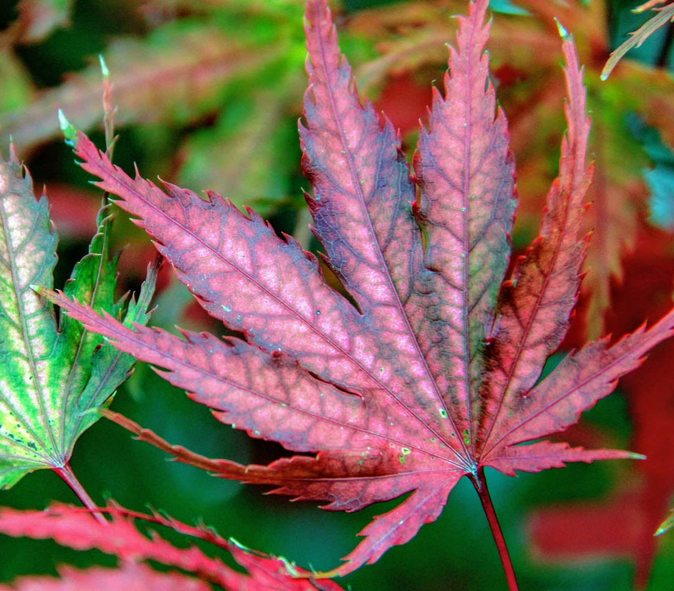 Acer palmatum 'Tiger Rose'