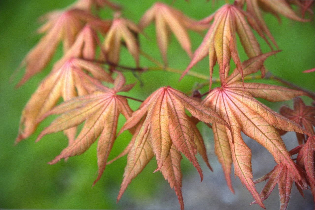Acer palmatum 'Amber Ghost'