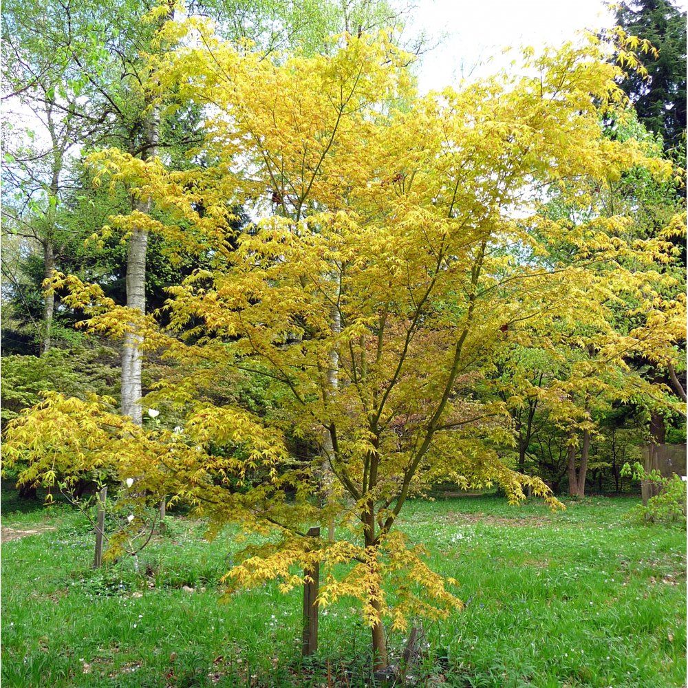 Acer palmatum 'Katsura'