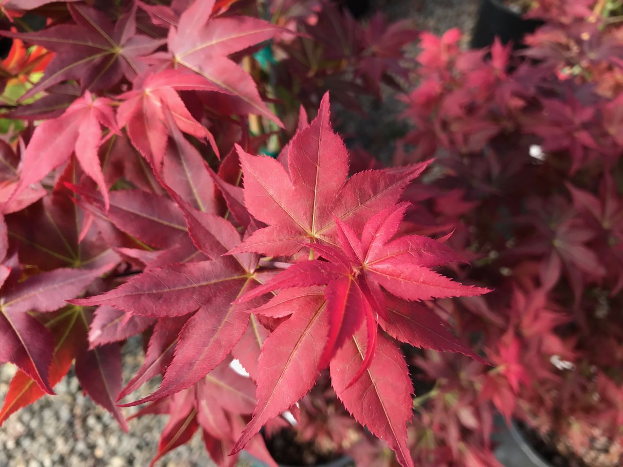 Acer palmatum 'Ruby Stars'