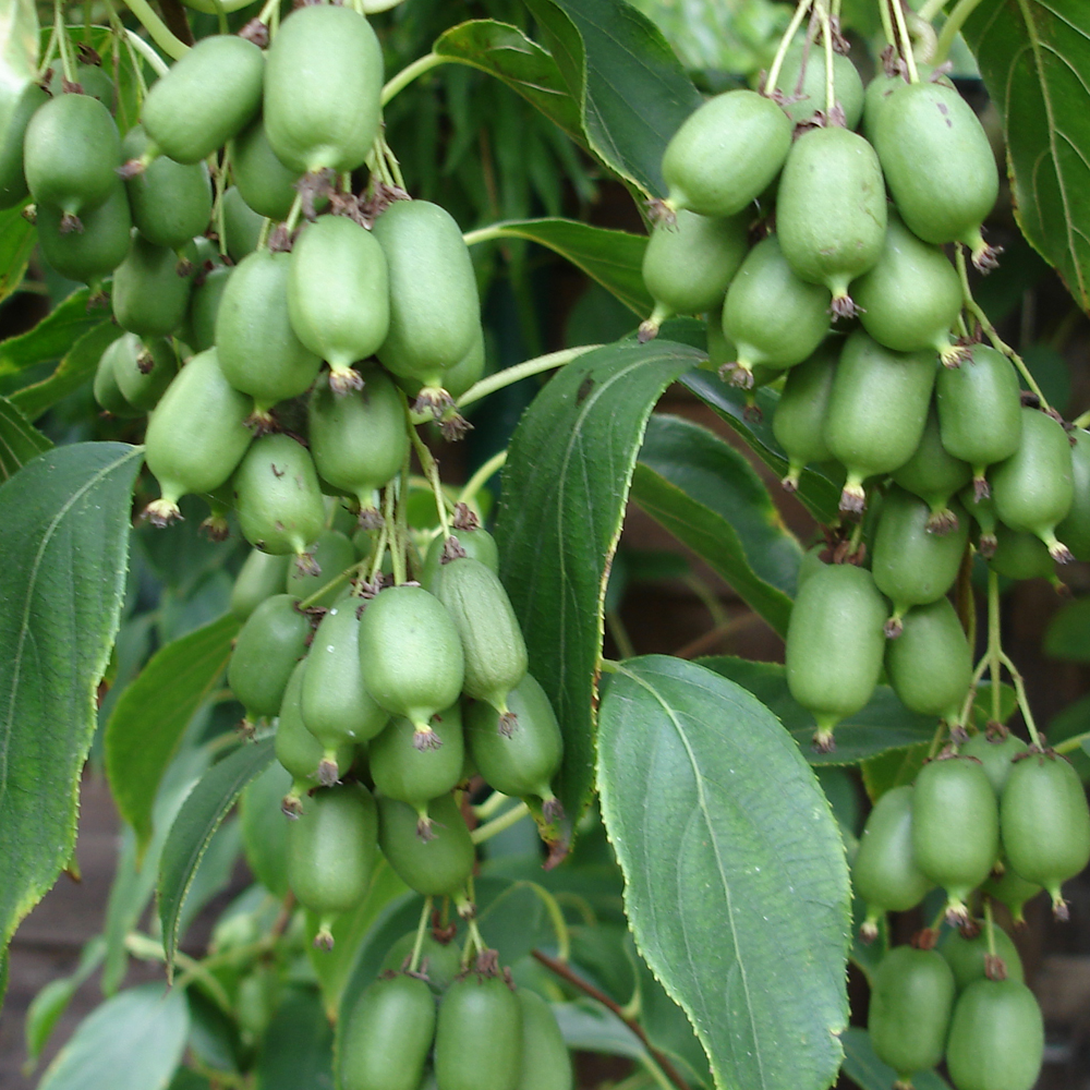Actinidia arguta 'Issai'