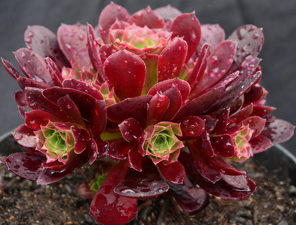 Aeonium 'Phoenix Flame'