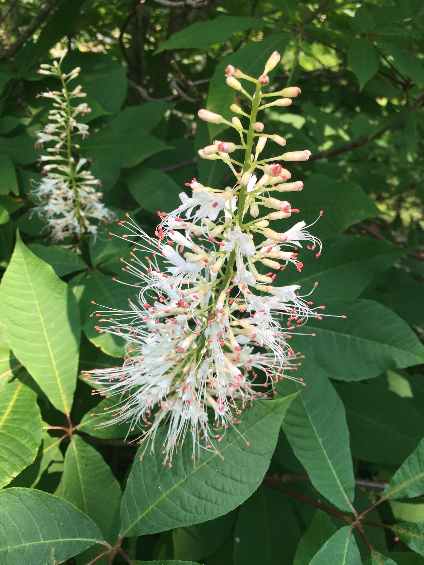 Aesculus parviflora