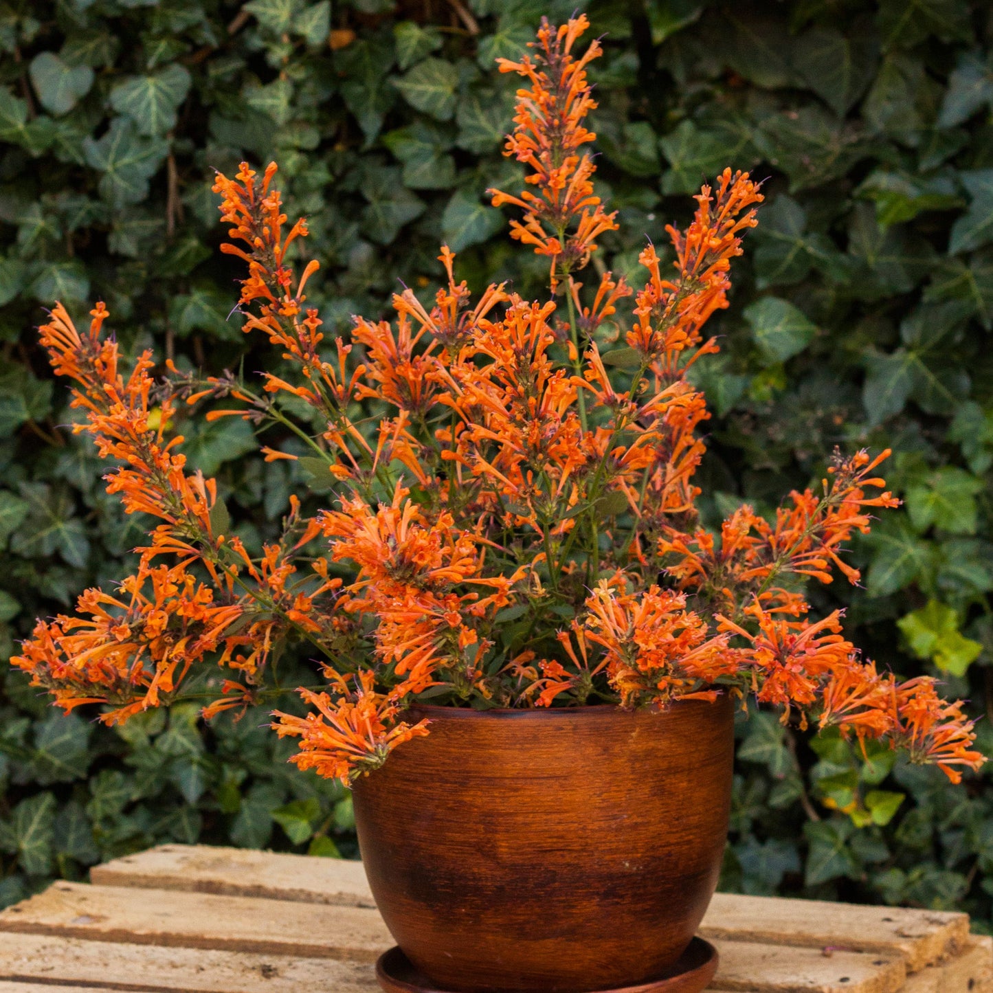Agastache 'Kudos Mandarin'