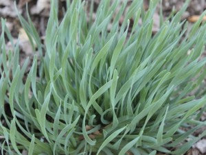 Allium 'Blue Eddy'