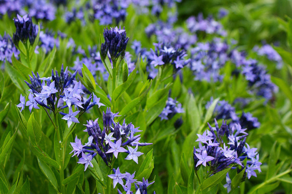 Amsonia 'Blue Ice'