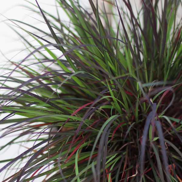 Andropogon gerardii 'Blackhawks'