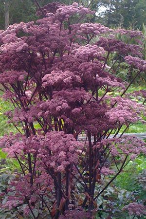 Angelica sylvestris 'Vicar's Mead'
