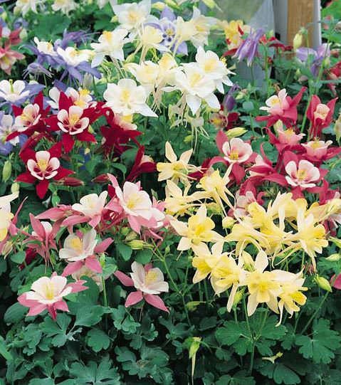 Aquilegia 'Origami Mix'