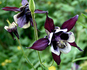 Aquilegia vulgaris 'William Guiness'