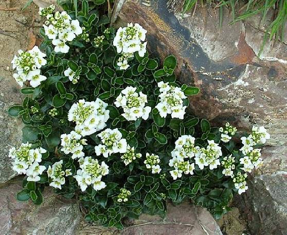 Arabis suendermannii