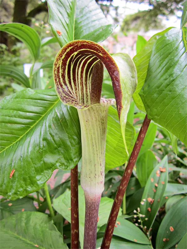 Arisaema triphyllum