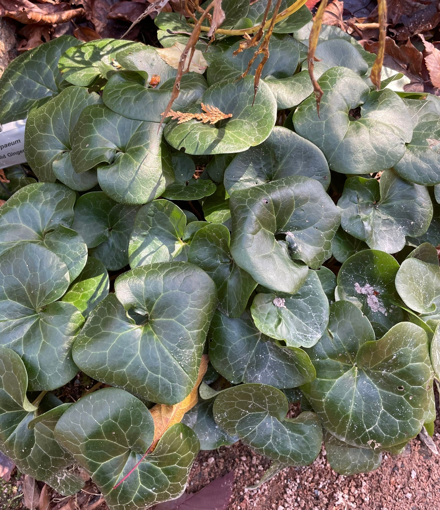 Asarum europaeum